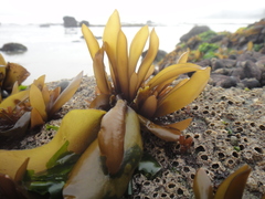 Mazzaella laminarioides