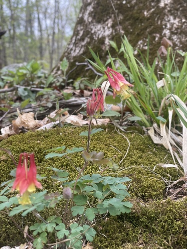 red columbine photographed in Rhode Island