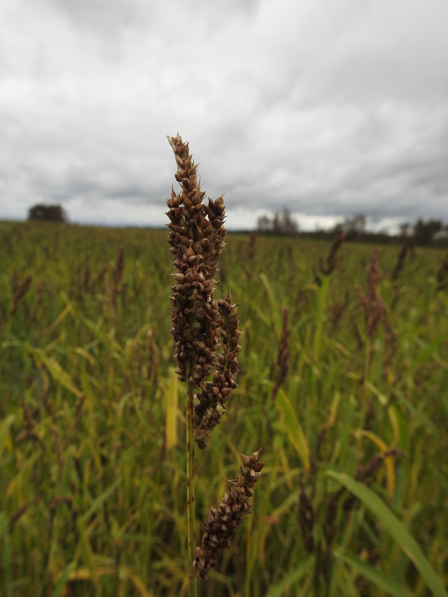 Echinochloa esculenta
