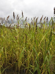 Echinochloa esculenta