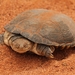 Helmeted Turtle - Photo (c) Charlotte Kirchner, some rights reserved (CC BY), uploaded by Charlotte Kirchner