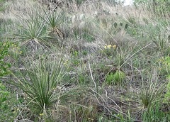 Yucca campestris