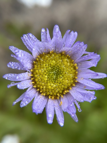 saints' daisy (Erigeron sanctarum)