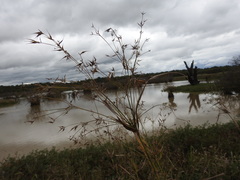 Rhynchospora corniculata