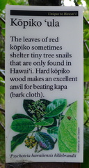 Psychotria hawaiiensis hillebrandii