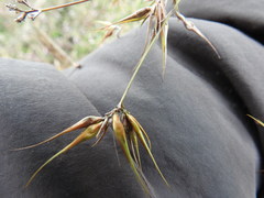 Rhynchospora corniculata