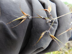 Rhynchospora corniculata