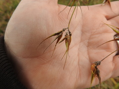 Rhynchospora corniculata