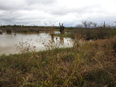 Rhynchospora corniculata
