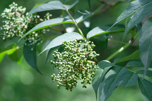 Image of Sambucus sieboldiana by (c) WATANABE Hitoshi 渡辺仁, some rights reserved (CC BY)