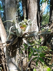 Tillandsia paucifolia