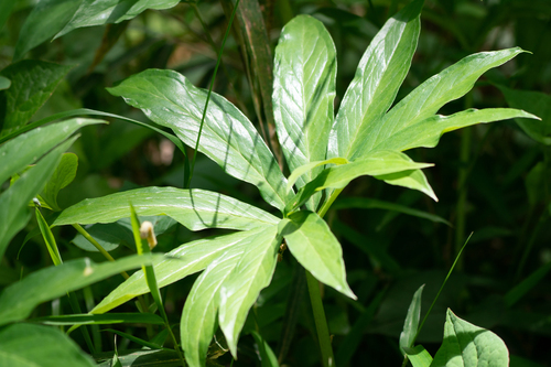 Arisaema thunbergii, photograph 2