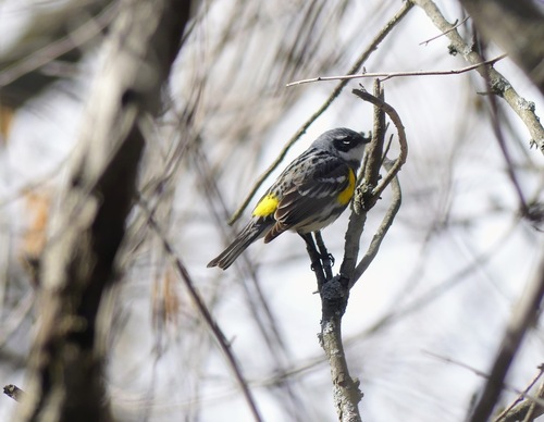 Yellow-rumped Warbler photographed in South Dakota
