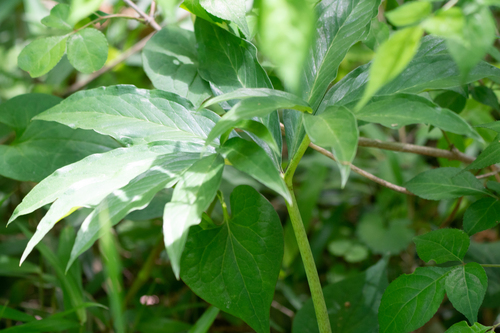Arisaema thunbergii, photograph 3