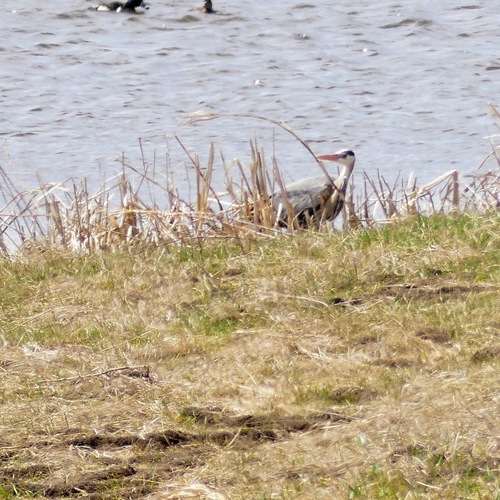 Great Blue Heron photographed in South Dakota