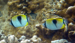 Chaetodon unimaculatus