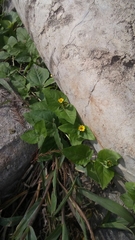 Calyptocarpus vialis