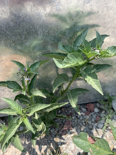 Solanum corymbosum, photograph 4