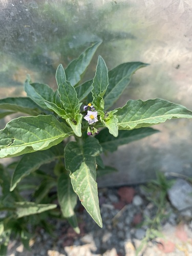 Solanum corymbosum, photograph 5