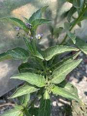 Solanum corymbosum, photograph (c) Comisión Estatal de Biodiversidad del Estado de Hidalgo, some rights reserved (CC BY-SA)