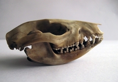 Didelphis pernigra