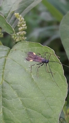 Hiranetis