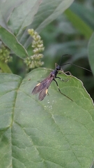Hiranetis