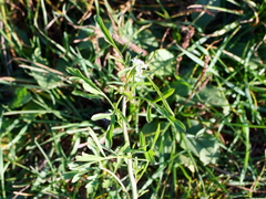 Lepidium sativum