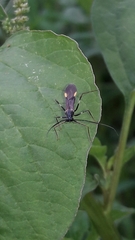 Hiranetis