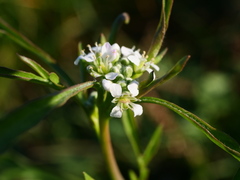 Lepidium sativum