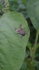 Hiranetis