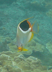 Chaetodon ephippium