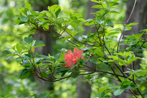 Image of Rhododendron kaempferi by (c) WATANABE Hitoshi 渡辺仁, some rights reserved (CC BY)