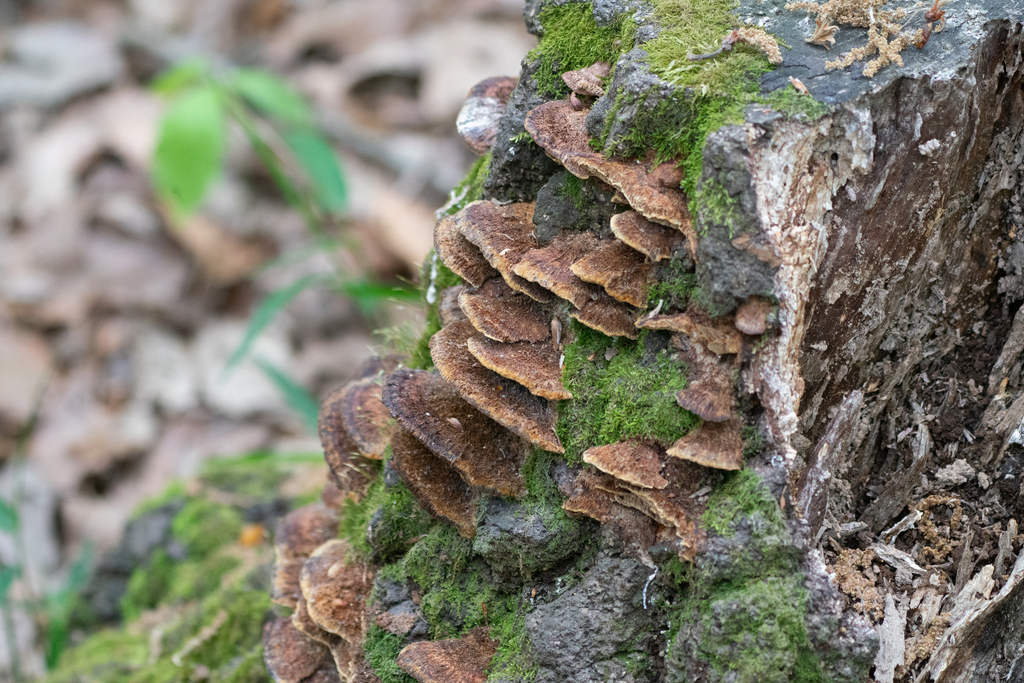 Fuscoporia gilva · April 2023 · photo: © tbc_watanabe (iNaturalist, cc-by)