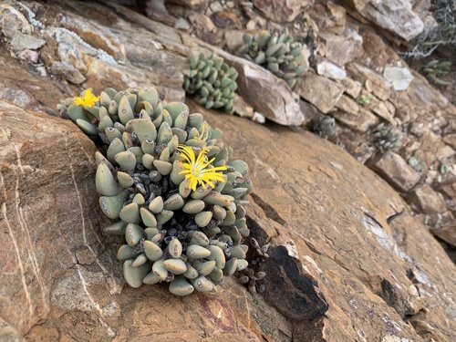 Hereroa tugwelliae (L.Bolus) L.Bolus 2