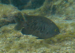 Plectroglyphidodon marginatus