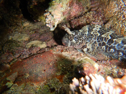Bay Blenny
