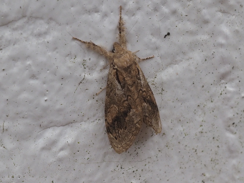 Dasychira suisharyonis