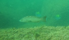 Mycteroperca rosacea