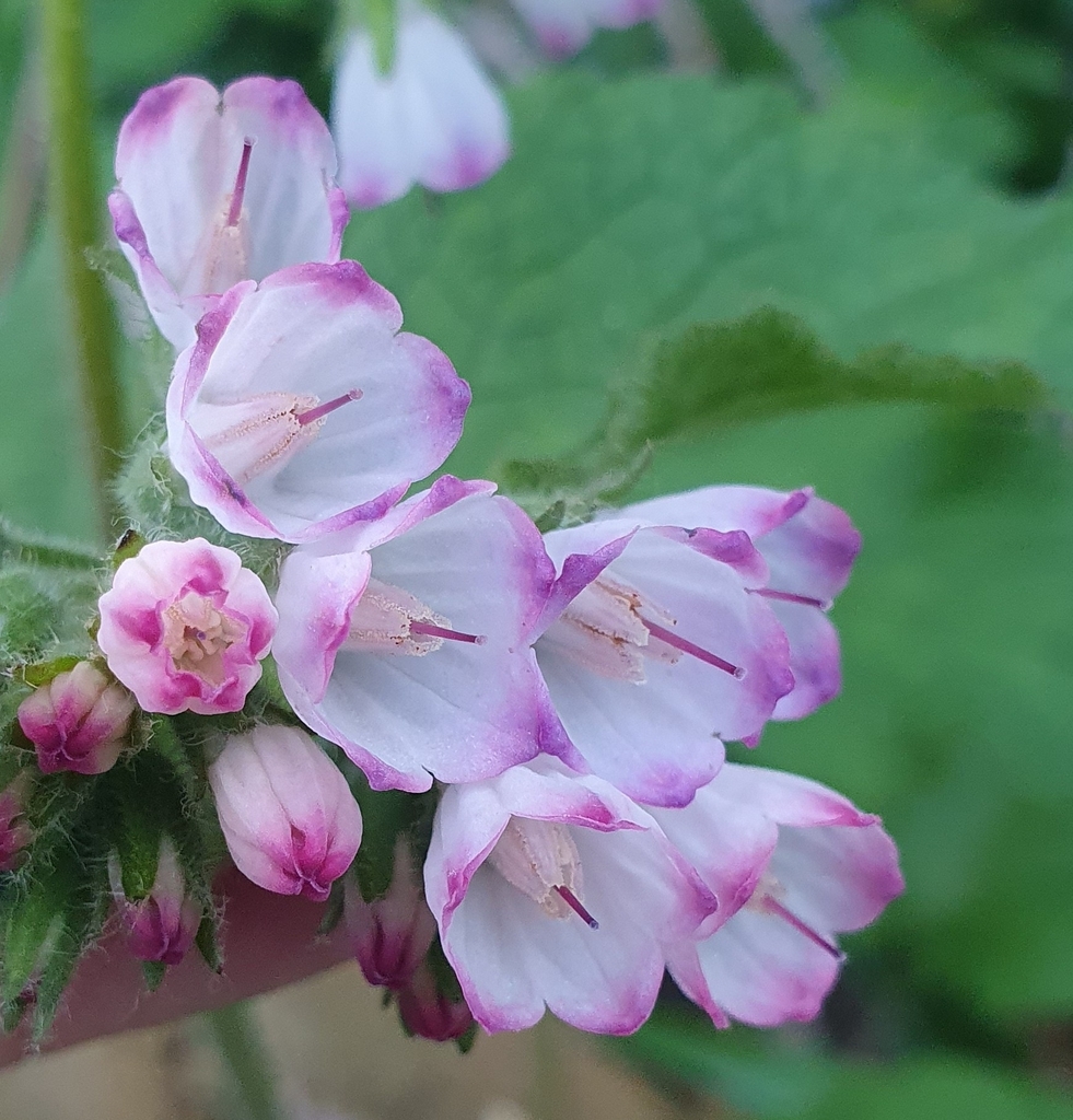 Perring's comfrey