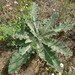 Verbascum × hybridum - Photo (c) Mario Klesczewski,  זכויות יוצרים חלקיות (CC BY-NC), הועלה על ידי Mario Klesczewski