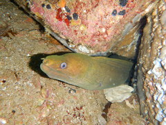 Gymnothorax castaneus