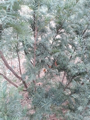 Taxus baccata