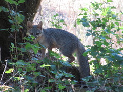 Urocyon cinereoargenteus townsendi