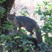 Townsend's Gray Fox - Photo (c) odocoileus, some rights reserved (CC BY-NC), uploaded by odocoileus