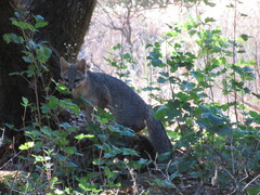 Urocyon cinereoargenteus townsendi