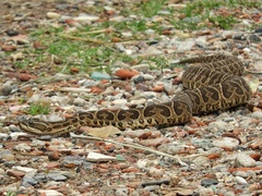 Bothrops alternatus