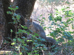 Urocyon cinereoargenteus townsendi
