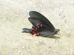 Papilio hopponis
