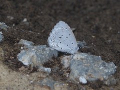 Celastrina lavendularis